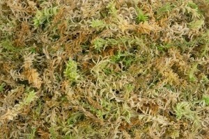 BGS SPAGMOSS 100g