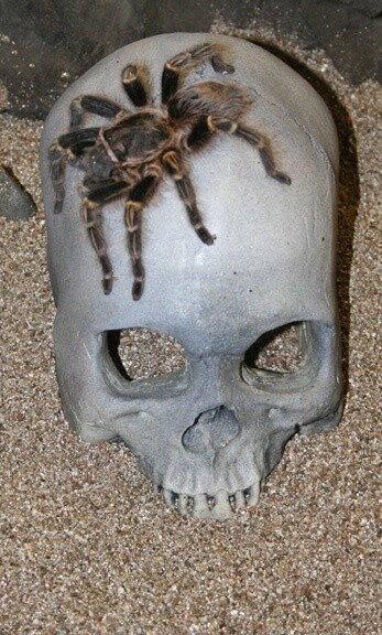 PT SKULL CAVE GREY