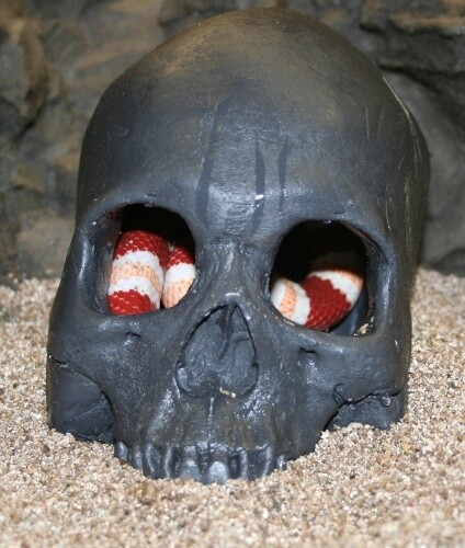PT SKULL CAVE BLACK