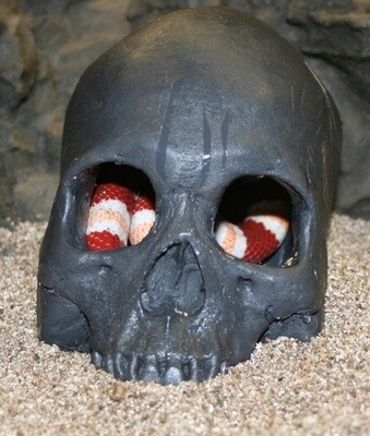 PT SKULL CAVE BLACK