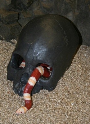 PT SKULL CAVE BLACK