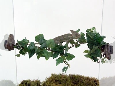 PT JUNGLE VINE BRIDGE