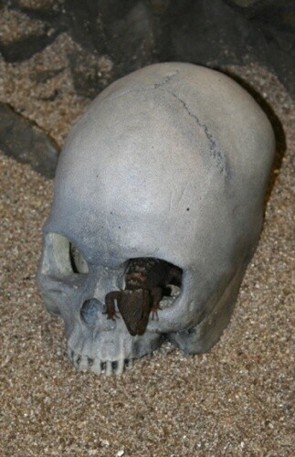 PT SKULL CAVE GREY
