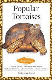 AVS POPULAR TORTOISES