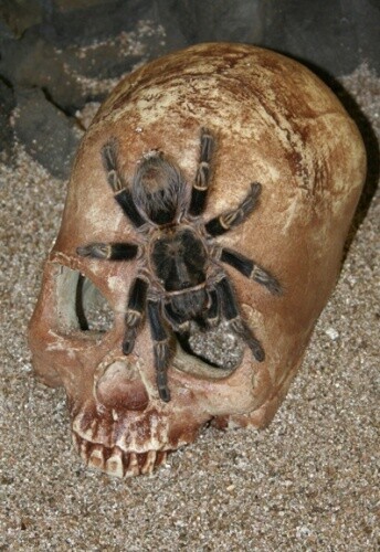 PT SKULL CAVE AGED
