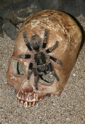 PT SKULL CAVE AGED