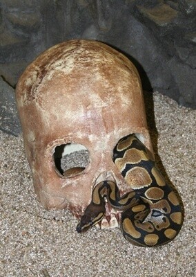 PT SKULL CAVE AGED