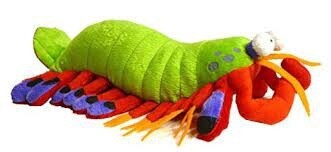 APC HARLEQUIN THE PEACOCK MANTIS SHRIMP