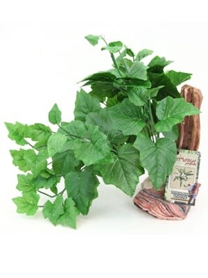 PT PLANT WITH DRIFTWOOD