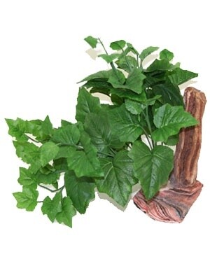 PT PLANT WITH DRIFTWOOD