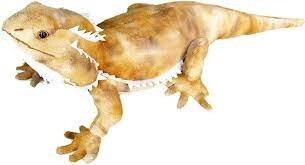 APC POGO THE BEARDED DRAGON