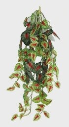 PANGEA HB CALADIUM 24&quot;