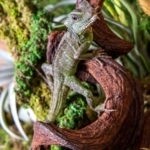 GAL JUNGLE WOOD BRN 2FT