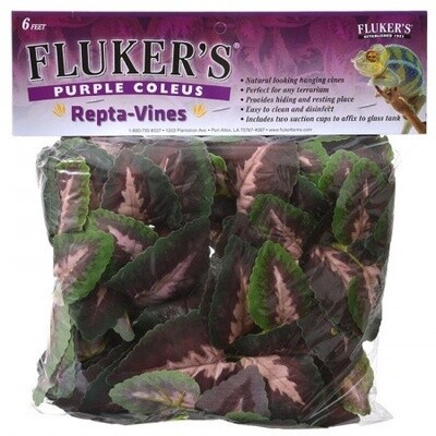 FL 6 FT REPTAVINE PURPLE COLEU