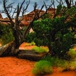 GAL ARID CLING 36X11&quot;