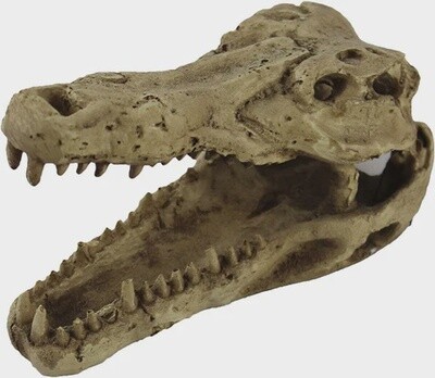 PANGEA CROC SKULL