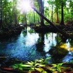 GAL TROPICAL CLING 36X11&quot;