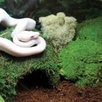 GAL MOSSY DOME 9&quot; GREEN