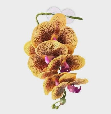 PANGEA ORCHID YELLOW