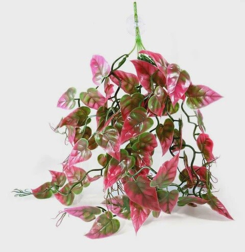 PANGEA RED PLANT SM