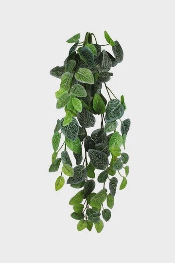PANGEA HB FITTONIA 24&quot;