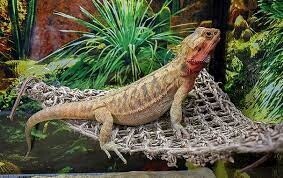 PPX LIZARD LOUNGER MD CORNER
