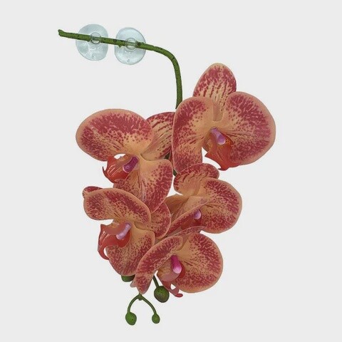 PANGEA ORCHID ORANGE &amp; YELLOW