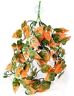 PANGEA ORANGE PLANT SM