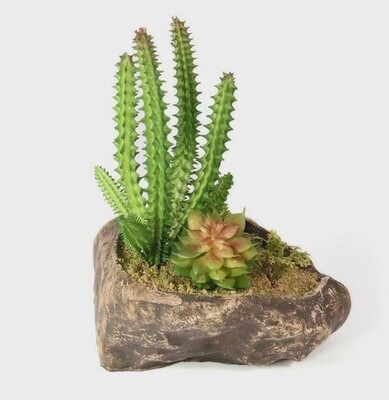 PANGEA SUCCULENT GARDEN #1