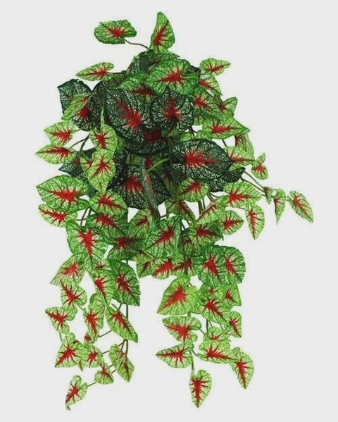 PANGEA HB CALADIUM 18&quot;