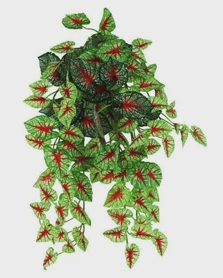 PANGEA HB CALADIUM 18&quot;