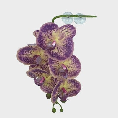 PANGEA ORCHID PURPLE &amp; YELLOW