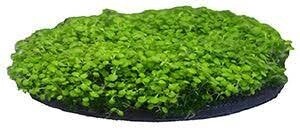 PPX AF MOSS PATCH