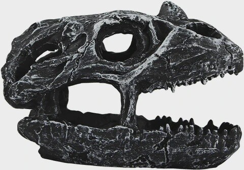 PANGEA DINOSAUR SKULL