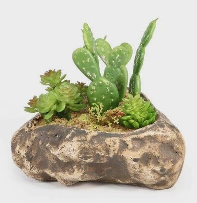 PANGEA SUCCULENT GARDEN #4