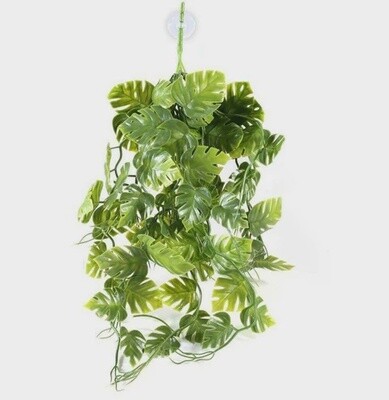 PANGEA GREEN PLANT SM