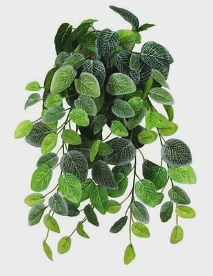 PANGEA HB FITTONIA 18&quot;