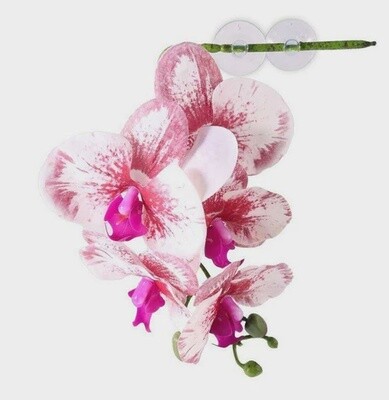 PANGEA ORCHID WHITE