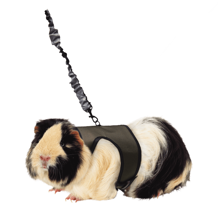 KT COMFORT HARNESS LG