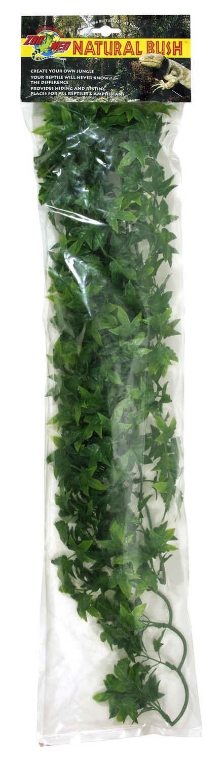 ZM PLANT CONGO IVY LG