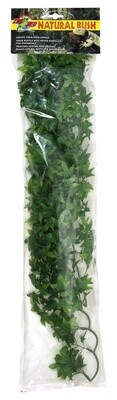 ZM PLANT CONGO IVY LG