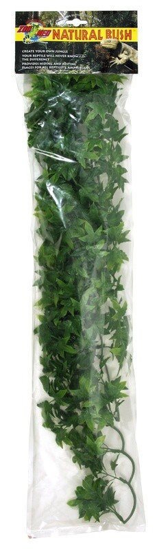 ZM PLANT CONGO IVY LG