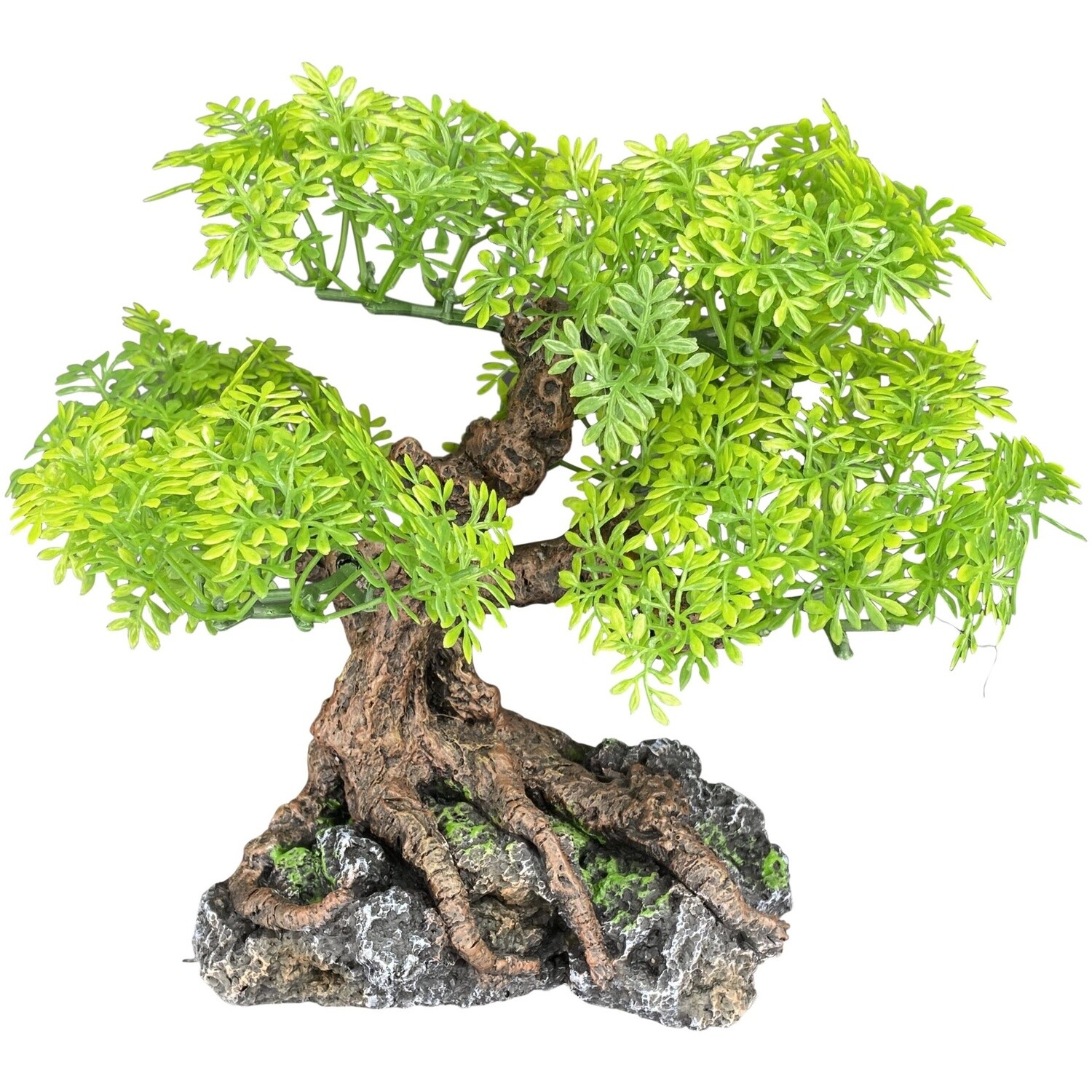 KOMODO BONSAI MD