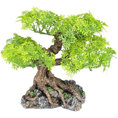 KOMODO BONSAI MD
