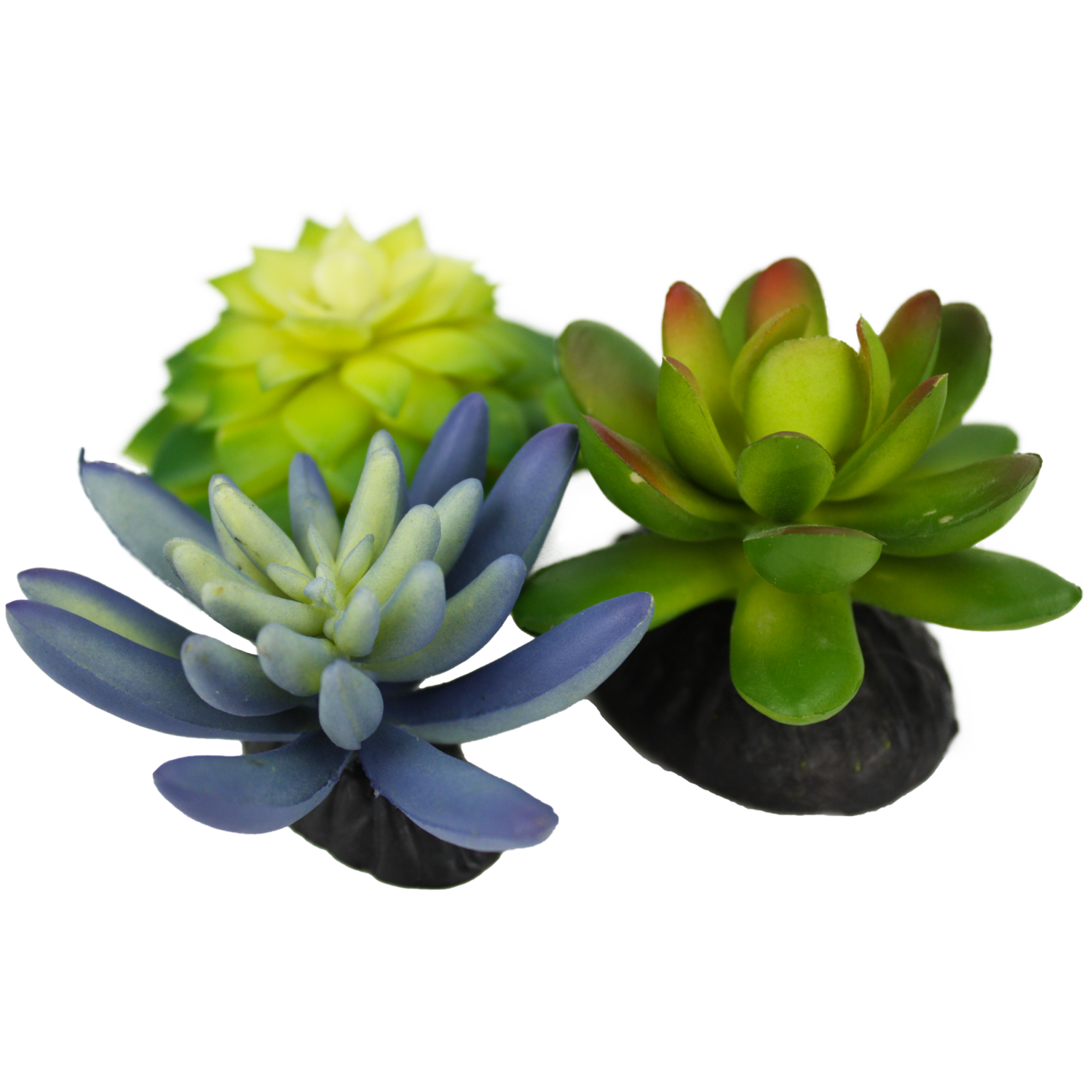 KOMODO SUCCULENT 3PK BLUE/GREEN