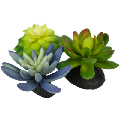 KOMODO SUCCULENT 3PK BLUE/GREEN