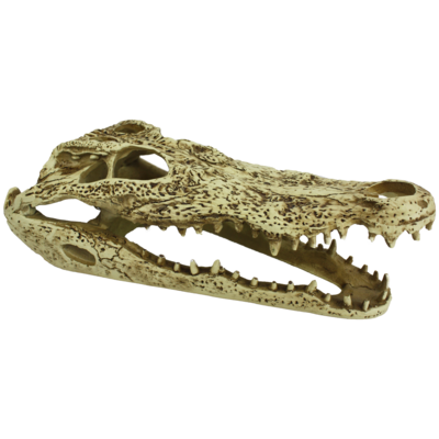 KOMODO ALLIGATOR SKULL