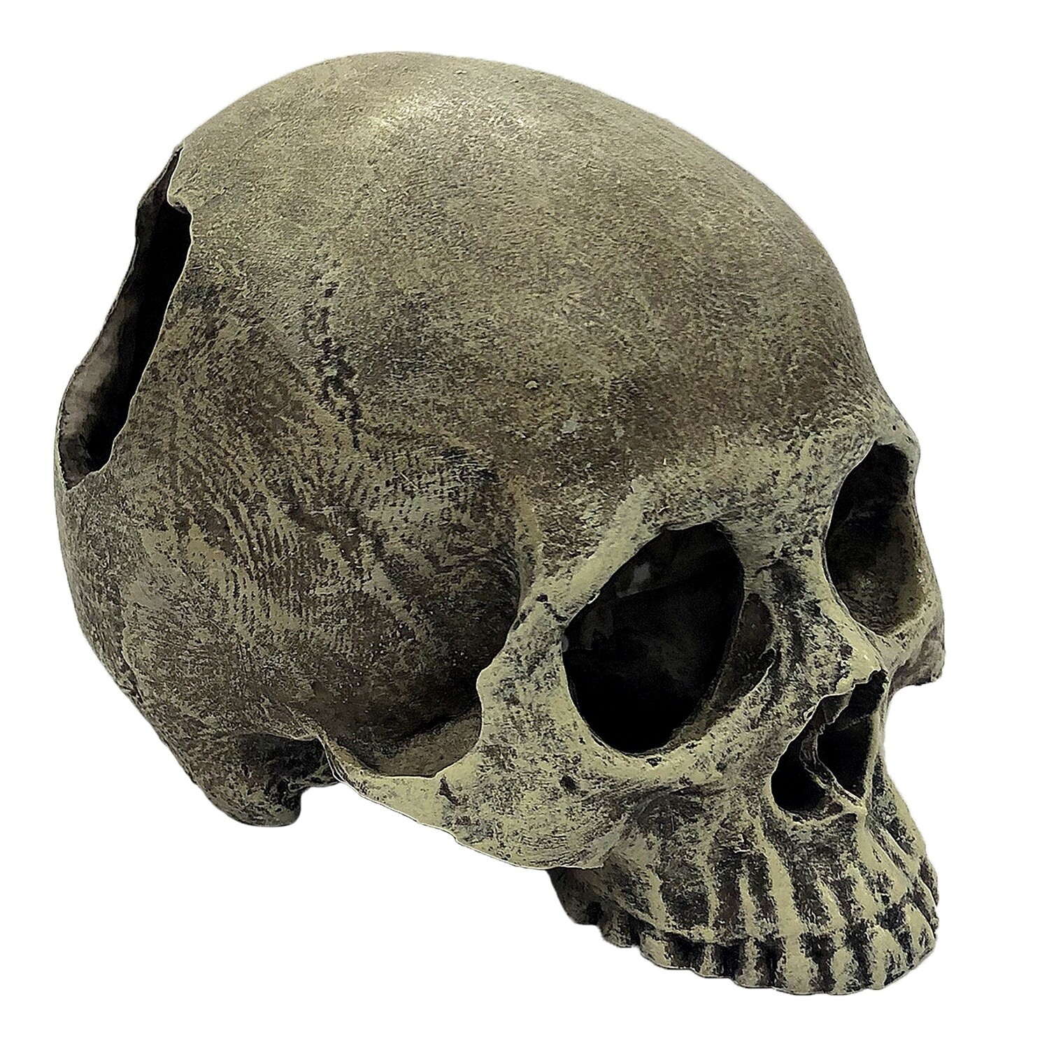 KOMODO HUMAN SKULL HALF