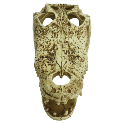 KOMODO ALLIGATOR SKULL
