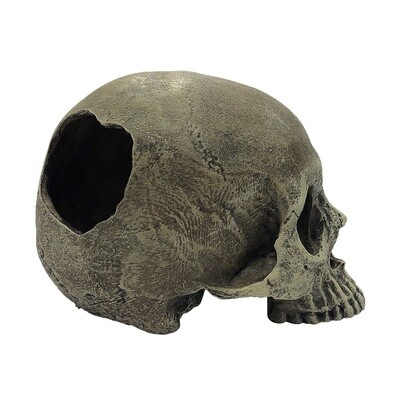 KOMODO HUMAN SKULL HALF